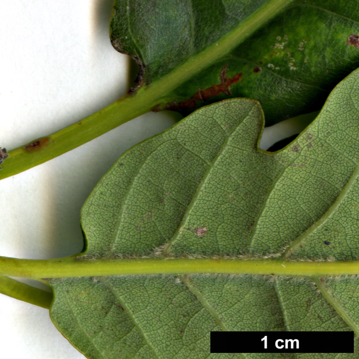 High resolution image: Family: Fagaceae - Genus: Quercus - Taxon: ×tabajdiana (Q.frainetto × Q.petraea)